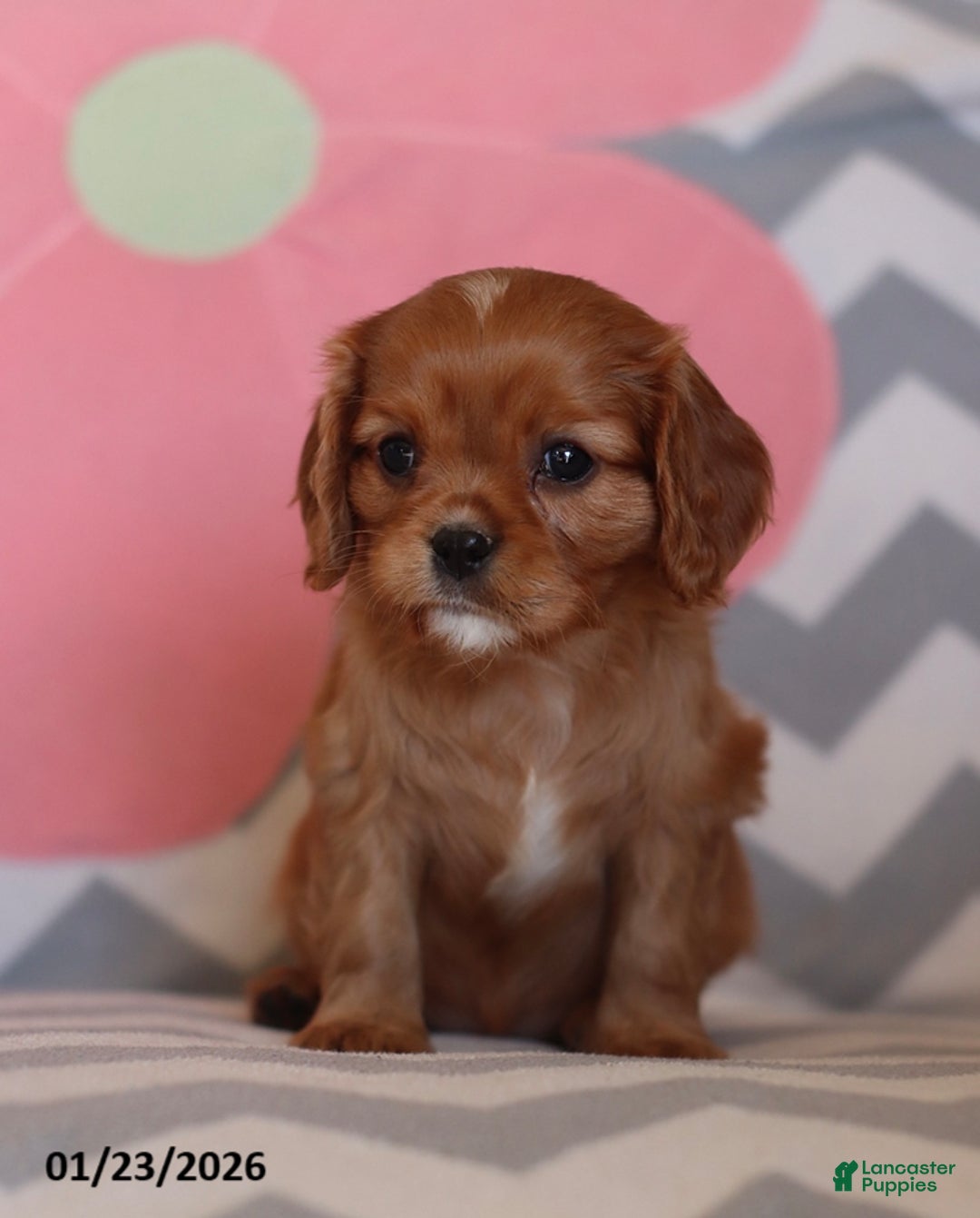 Cavalier King Charles Spaniel dogs for sale: Isabelle - Ad 5