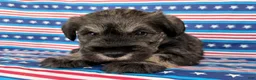 Miniature Schnauzer dogs for sale: Kenneth Miniature Schnauzer  - Ad 2