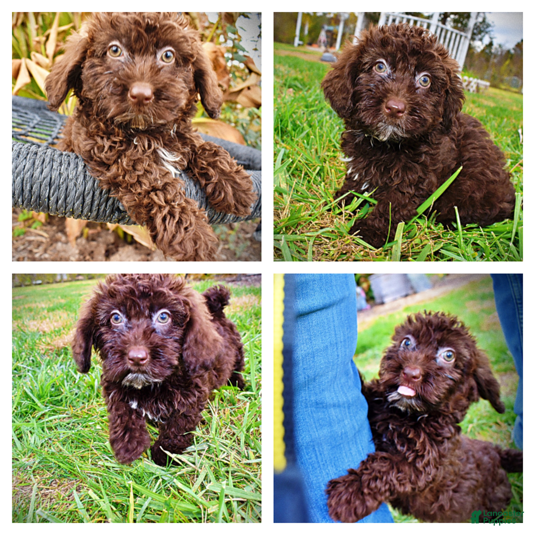 Havapoo dogs for sale: Lady - Ad 1