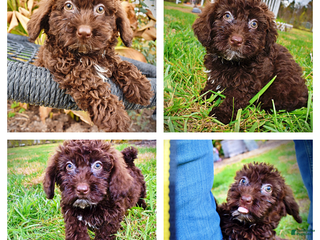 Havapoo dogs Lady - Ad 28