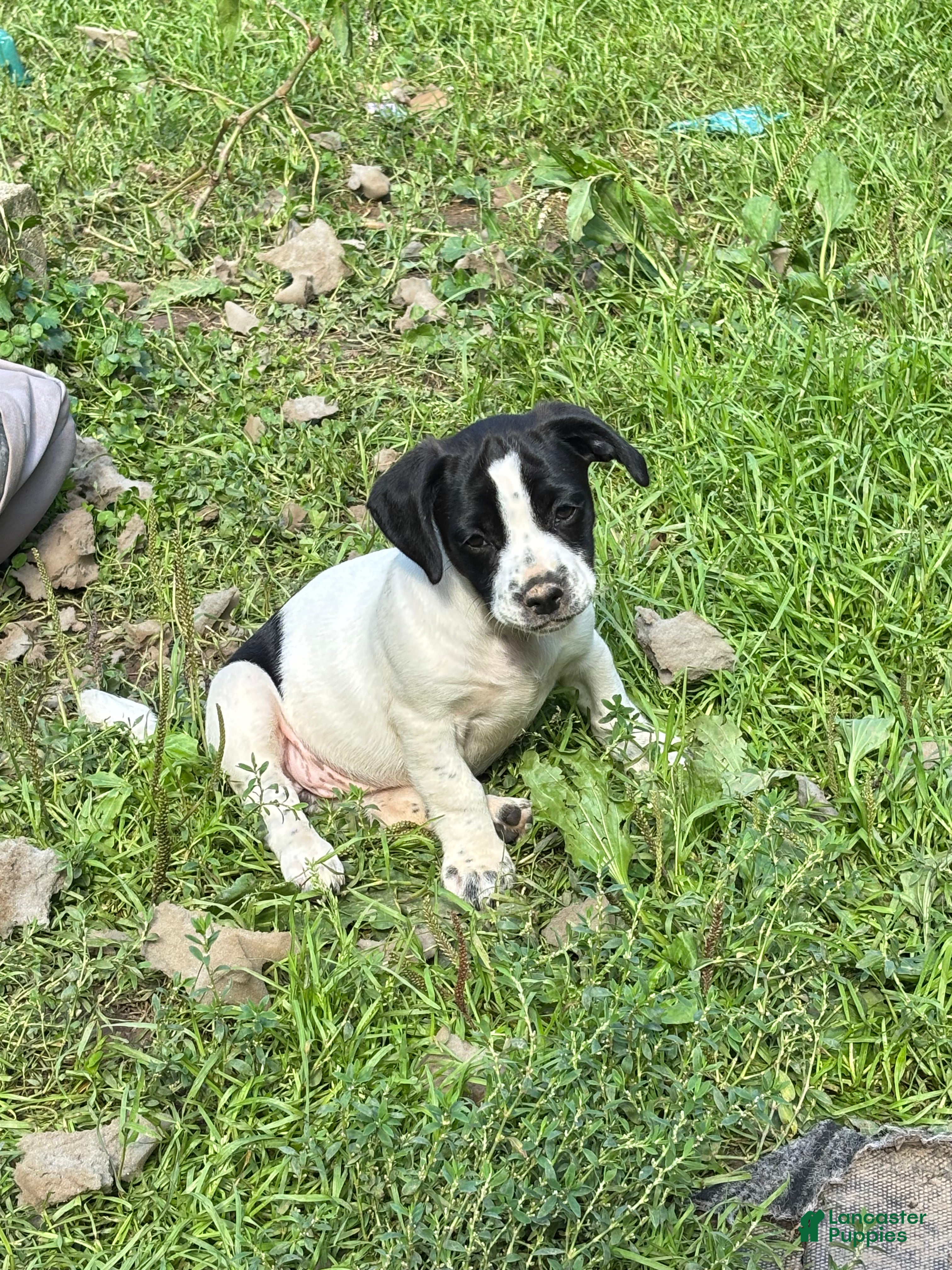 Mixed Breed dogs Db - Ad 2