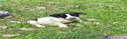 Mixed Breed dogs for sale: Db - Ad 1