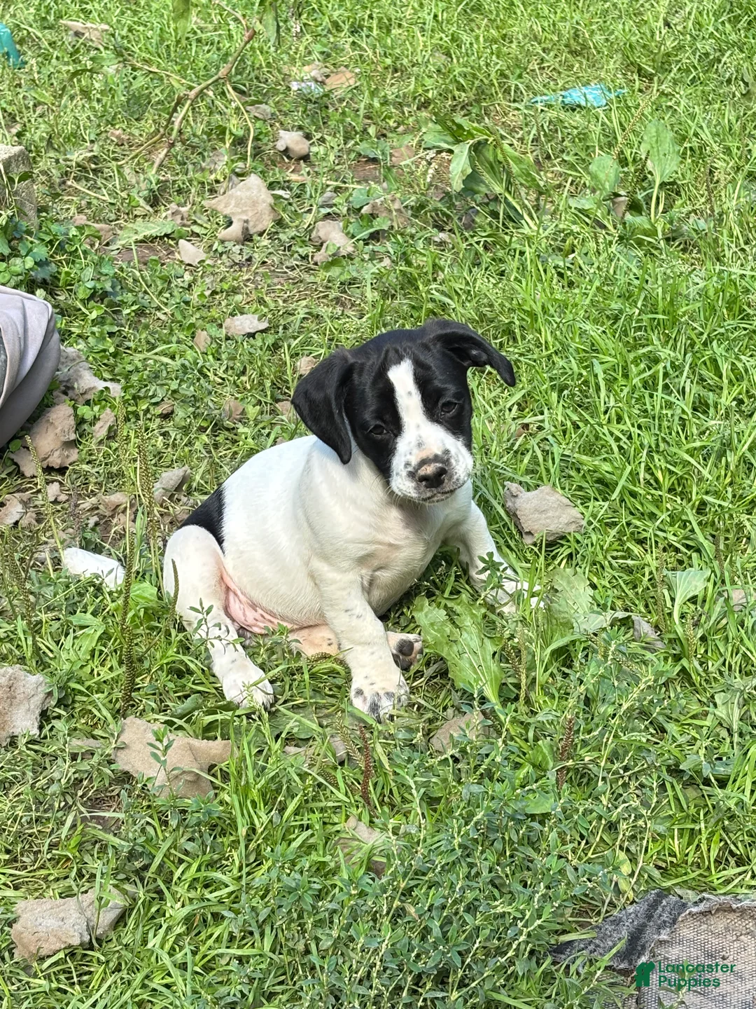 Mixed Breed dogs for sale: Db - Ad 1