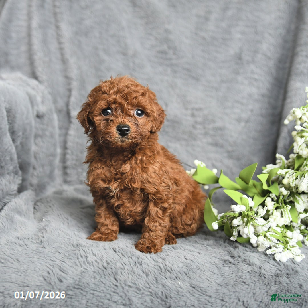 Mini Goldendoodle dogs for sale: Pansy - Ad 2