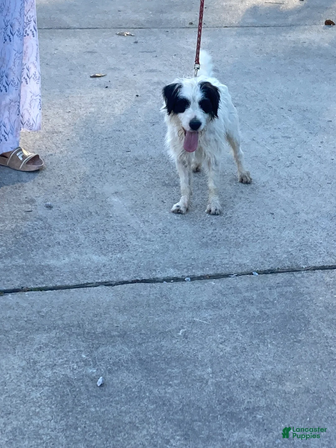 Jack Russell Terrier dogs for sale: Jrtca Sawyer - Ad 7