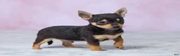 Chihuahua dogs for sale: Theo - Ad 4