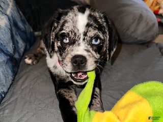 Puggle dogs for sale: Puggle Puppy 1 - Ad 1