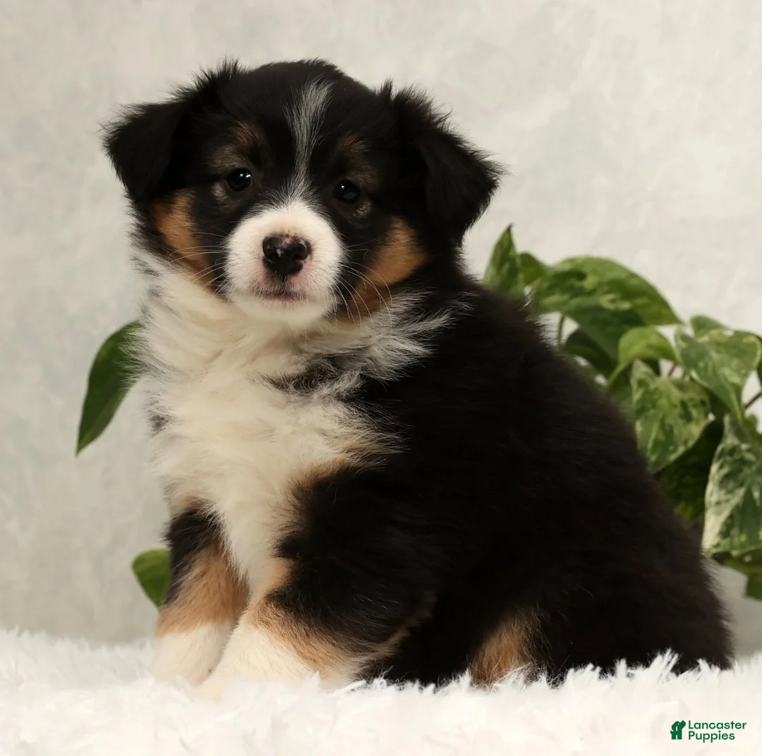 Miniature Australian Shepherd dogs for sale: Sasha - Ad 3