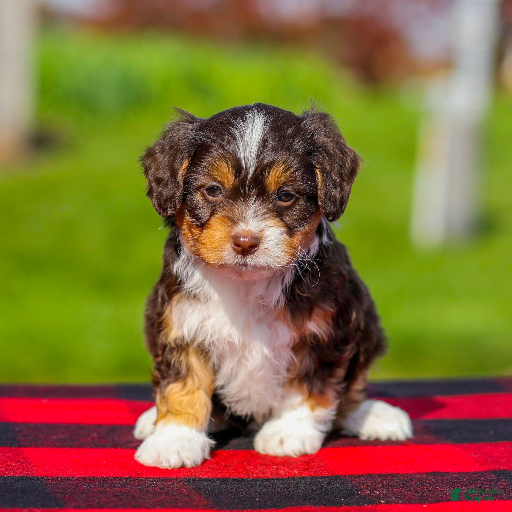 Mini Aussiedoodle dogs for sale: Blaze - Ad 1