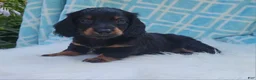 Miniature Dachshund dogs for sale: Vander - Ad 27