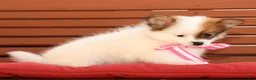 Pomeranian dogs for sale: Shelly - Ad 7