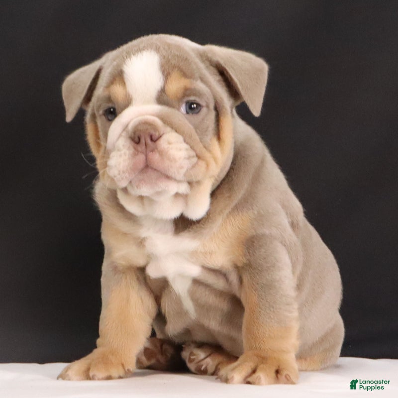 French Bulldog dogs Tucker - Ad 2