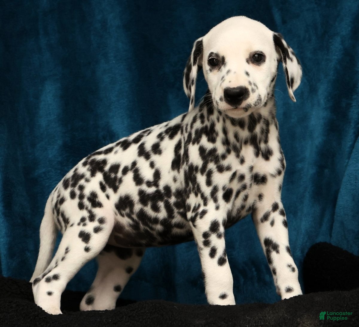 Dalmatian dogs Nellie - Ad 1