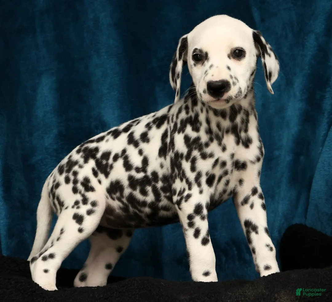 Dalmatian dogs for sale: Nellie - Ad 1