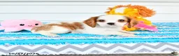 Cavalier King Charles Spaniel dogs for sale: Rhodes - Ad 3