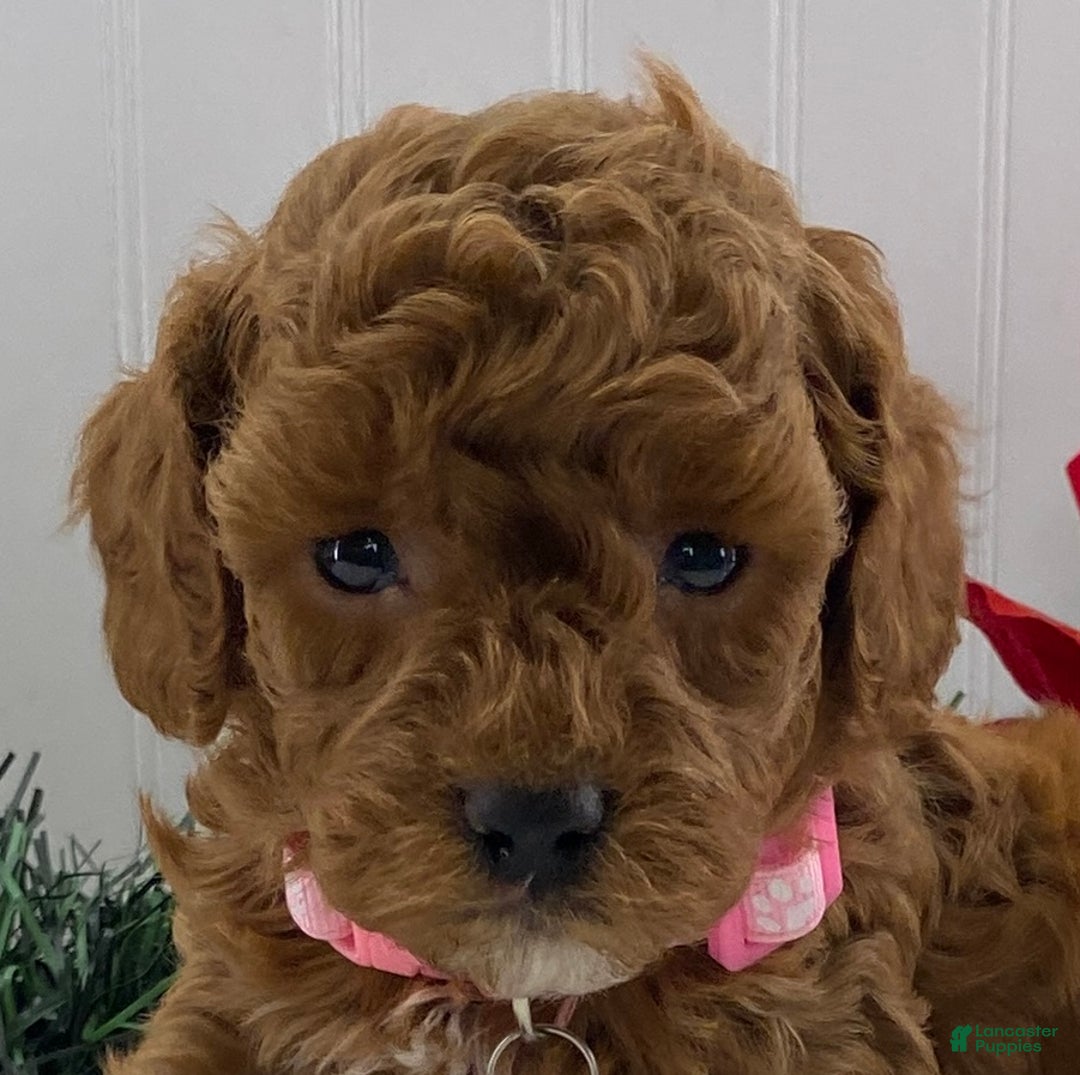 Toy Poodle dogs for sale: Tina - Ad 5