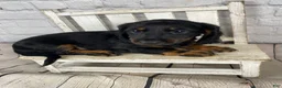 Miniature Dachshund dogs for sale: Brody - Ad 11