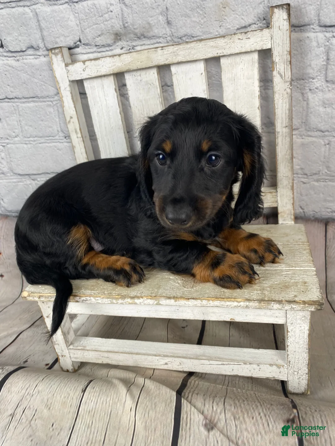 Miniature Dachshund dogs for sale: Brody - Ad 11