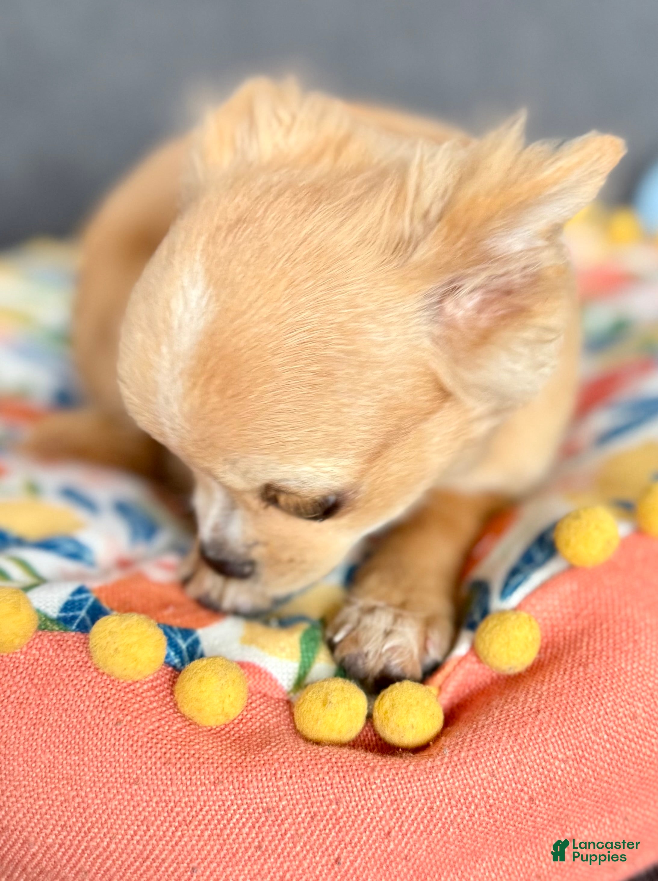 Chihuahua dogs Cream long hair Teacup  - Ad 1