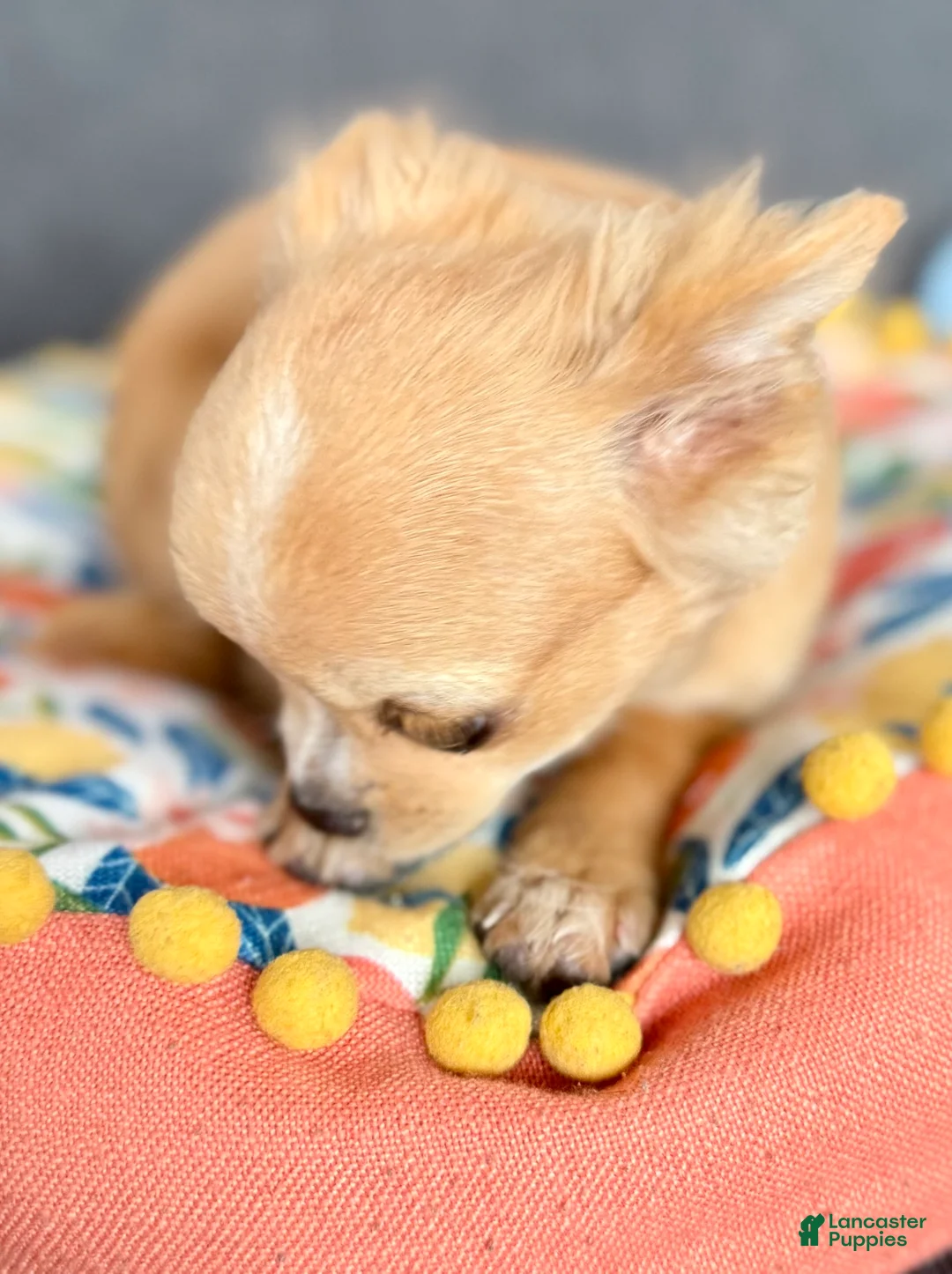Chihuahua dogs for sale: Cream long hair Teacup  - Ad 1