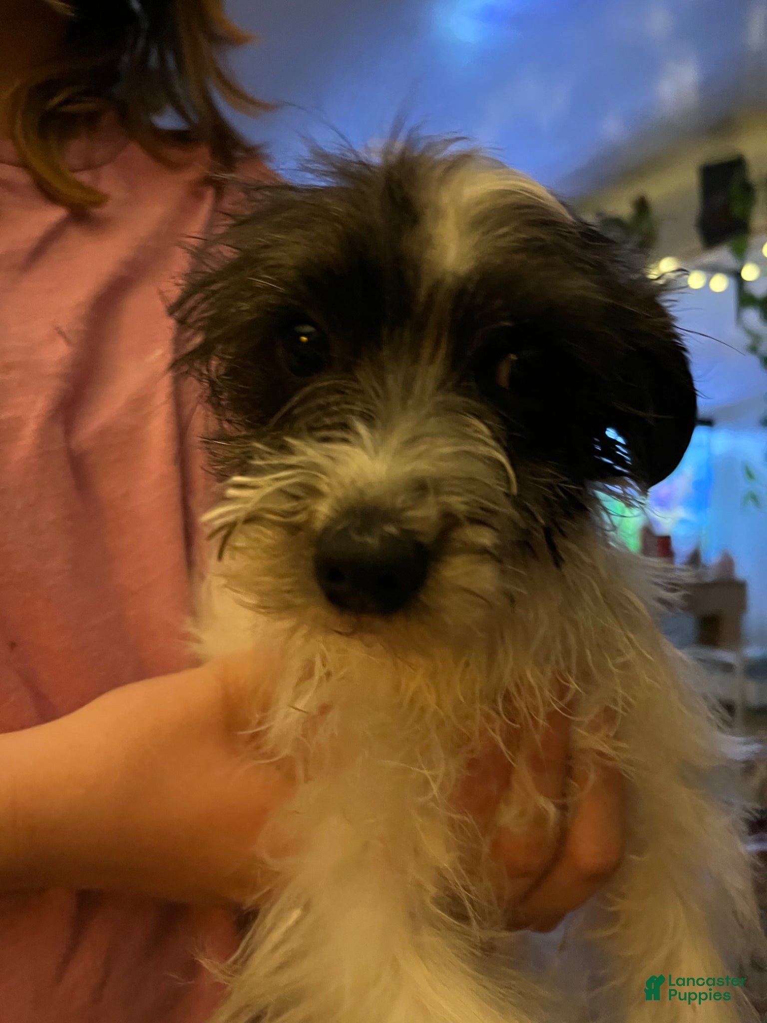 Yorkiepoo dogs Yorkiepoo Puppy 1 - Ad 32