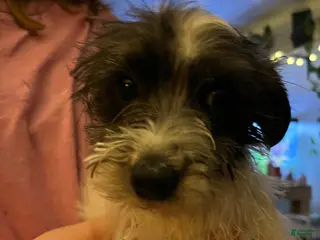 Yorkiepoo dogs Yorkiepoo Puppy 1 - Ad 13