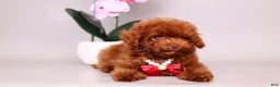 Toy Poodle dogs for sale: Erling teacup brown b-b - Ad 7