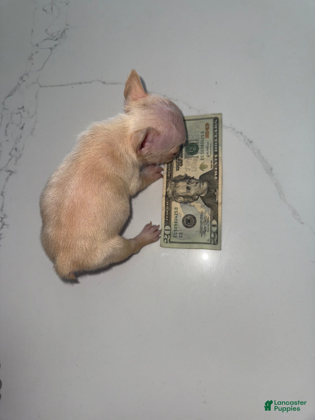 French Bulldog dogs for sale: French Bulldog Puppy 6 - Ad 3