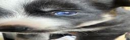 Pomsky dogs for sale: Griffin - Ad 3
