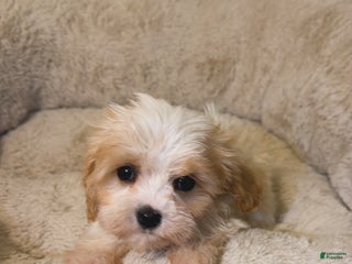 Maltipoo dogs - Ad 10