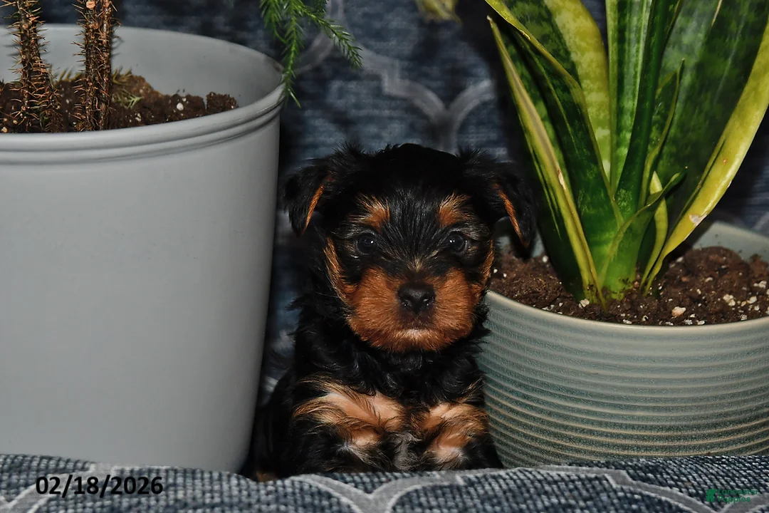 Yorkshire Terrier dogs for sale: Dakota - Ad 3