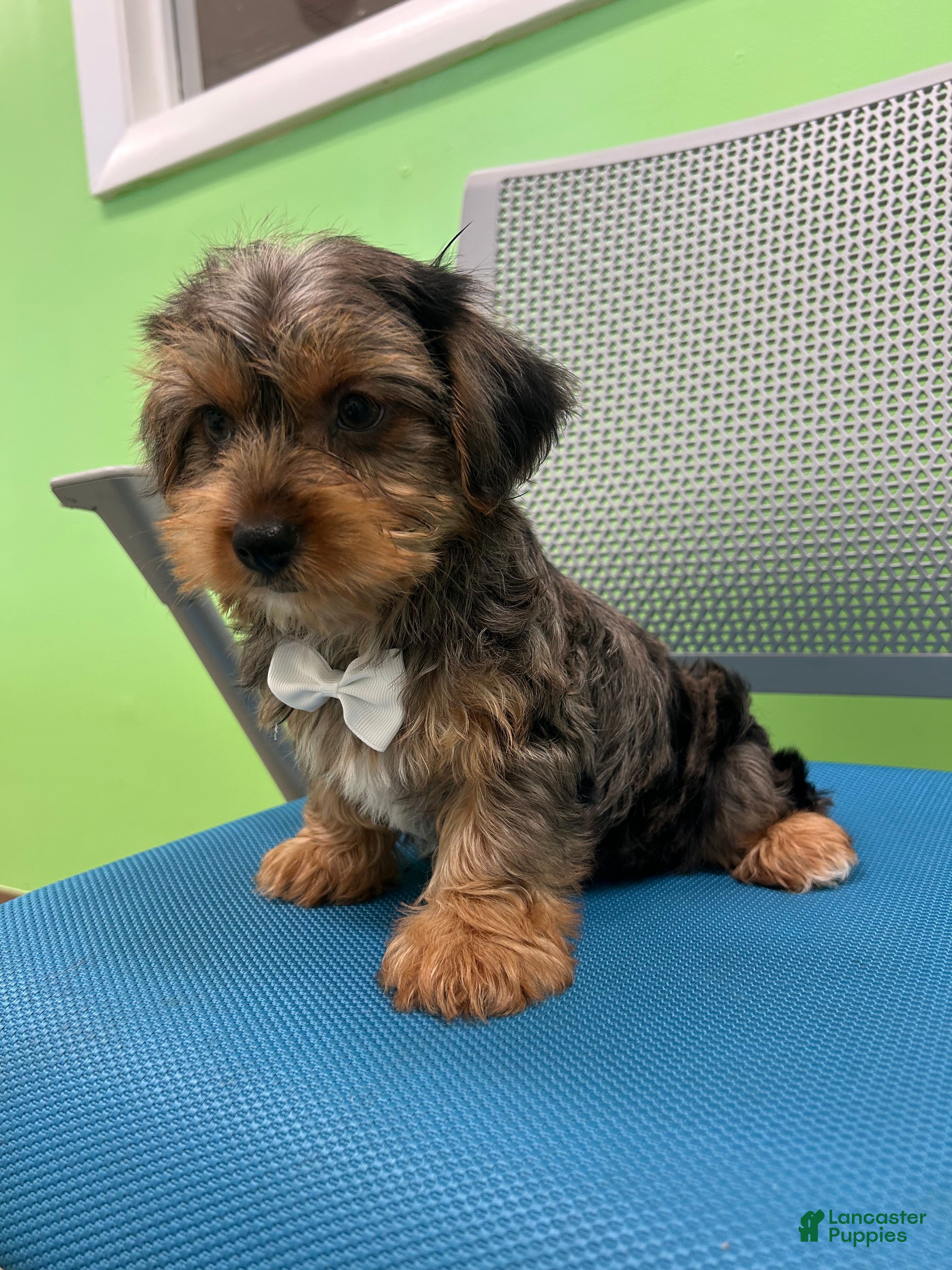 Yorkshire Terrier dogs Yorkshire Terrier Puppy 1 - Ad 6