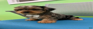 Yorkshire Terrier Puppy 1
