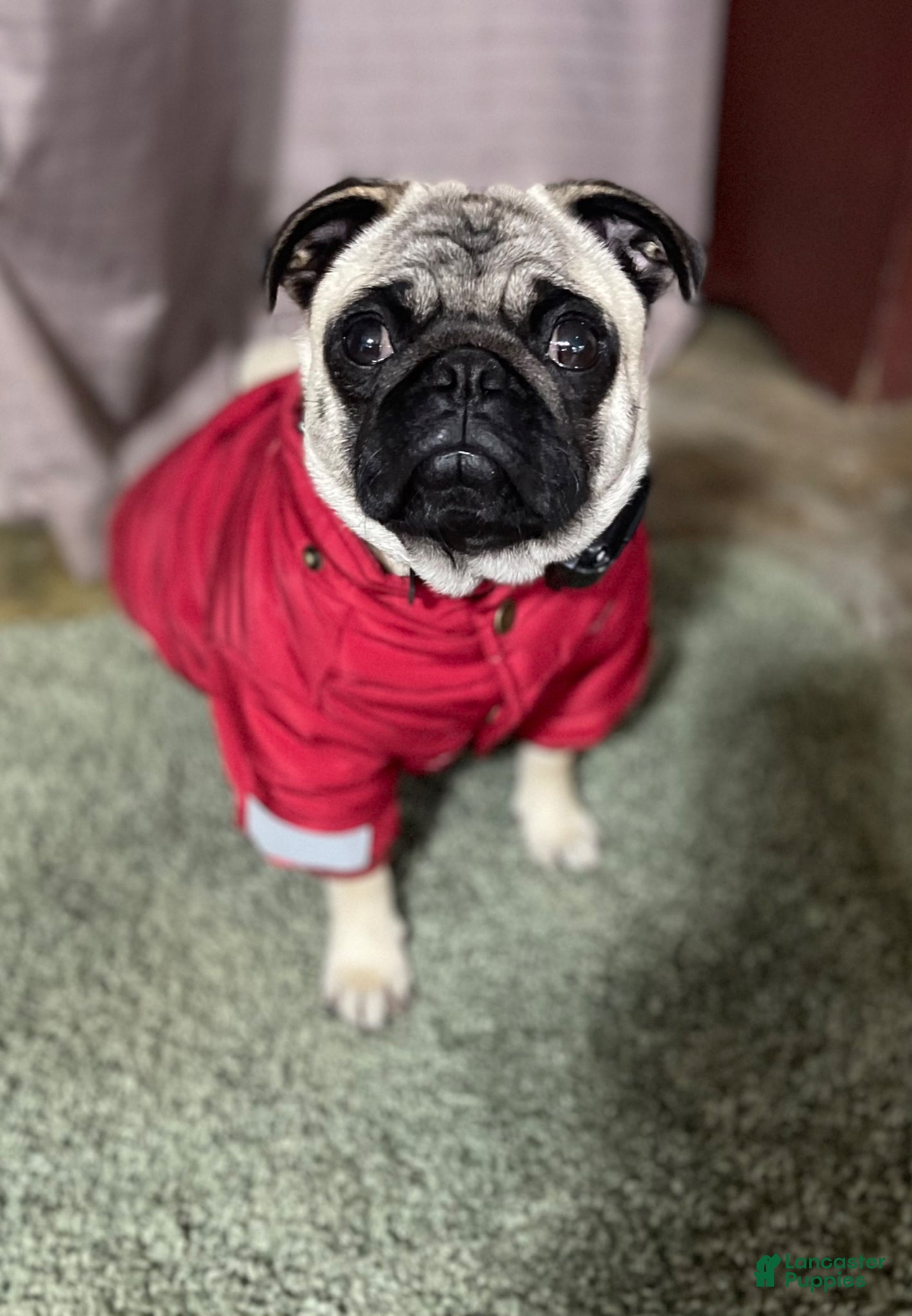 Pug dogs Pug Puppy 2 - Ad 2