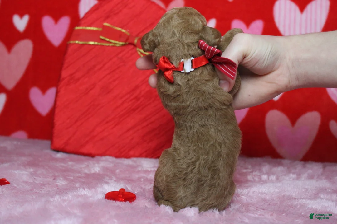 Goldendoodle dogs for sale: Fanta  - Ad 9