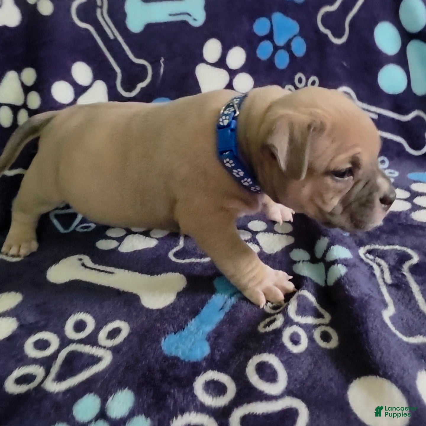 American Bully dogs Montana - Ad 2