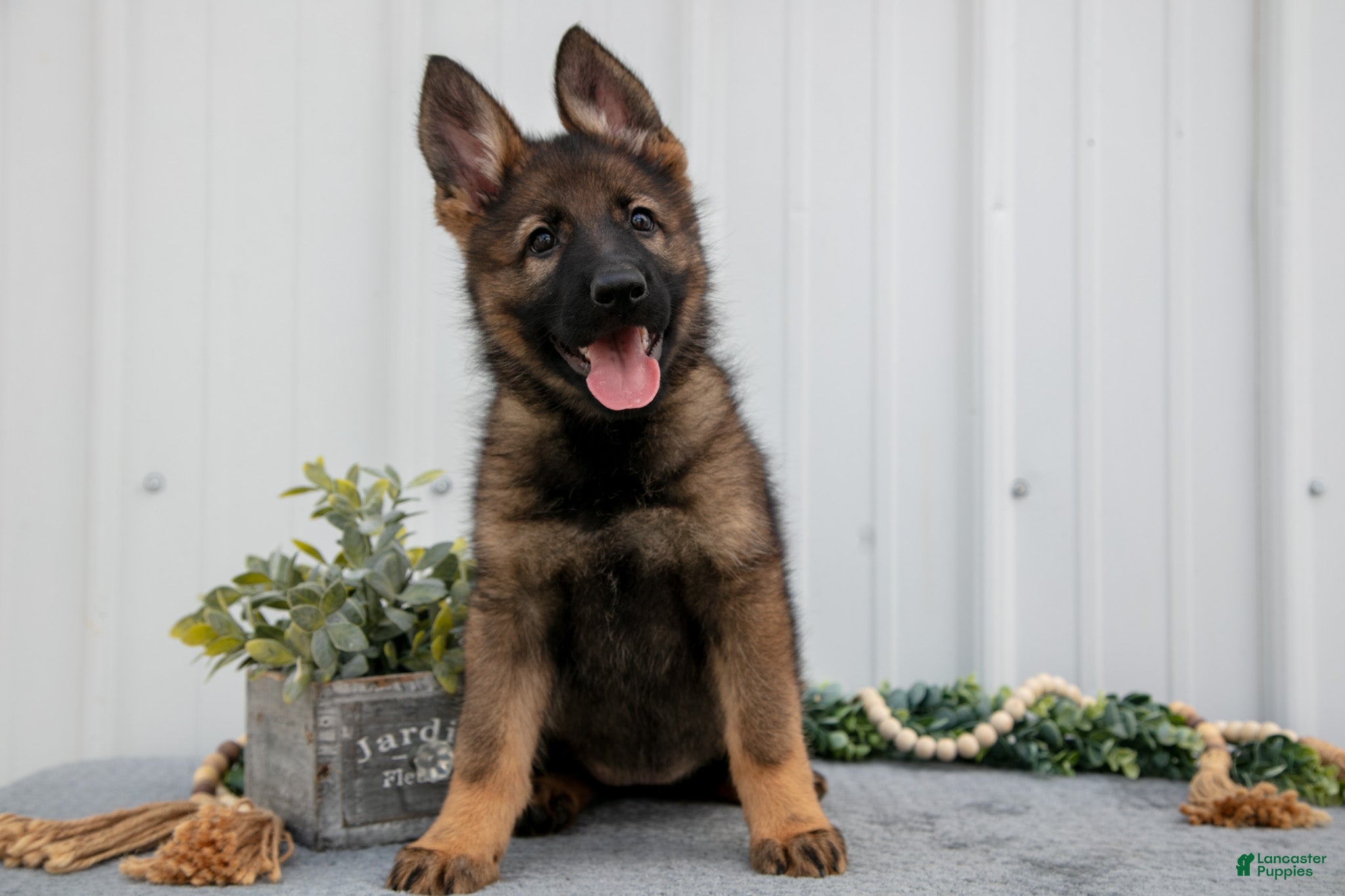 Michigan German Shepherd Rescue Michigan Gsd Adoption Animal