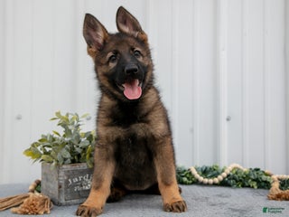 German Shepherd dogs - Ad 9