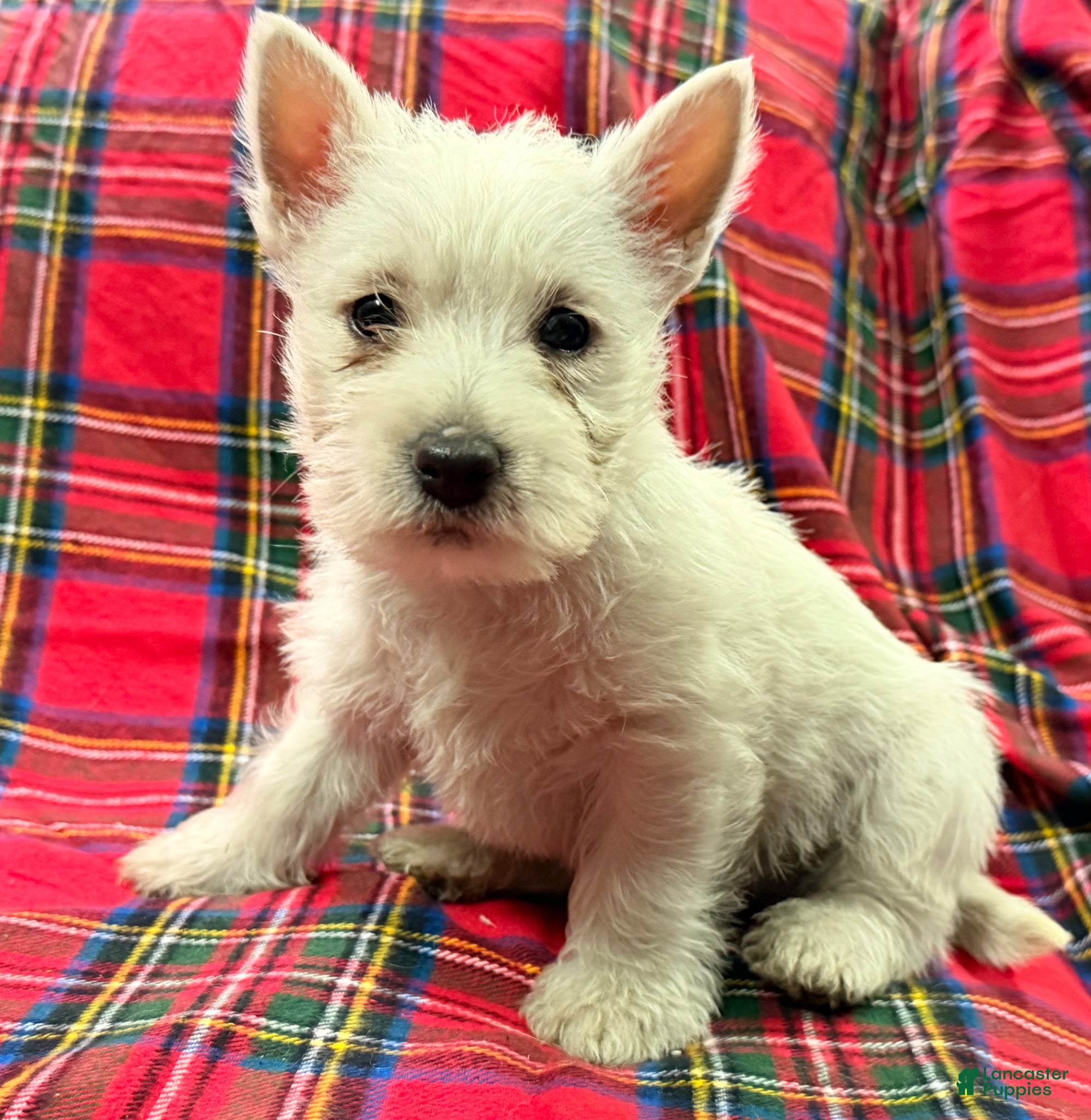 West Highland Terrier dogs for sale: Abby - Ad 4