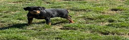 Rottweiler dogs for sale: Wendy - Ad 4