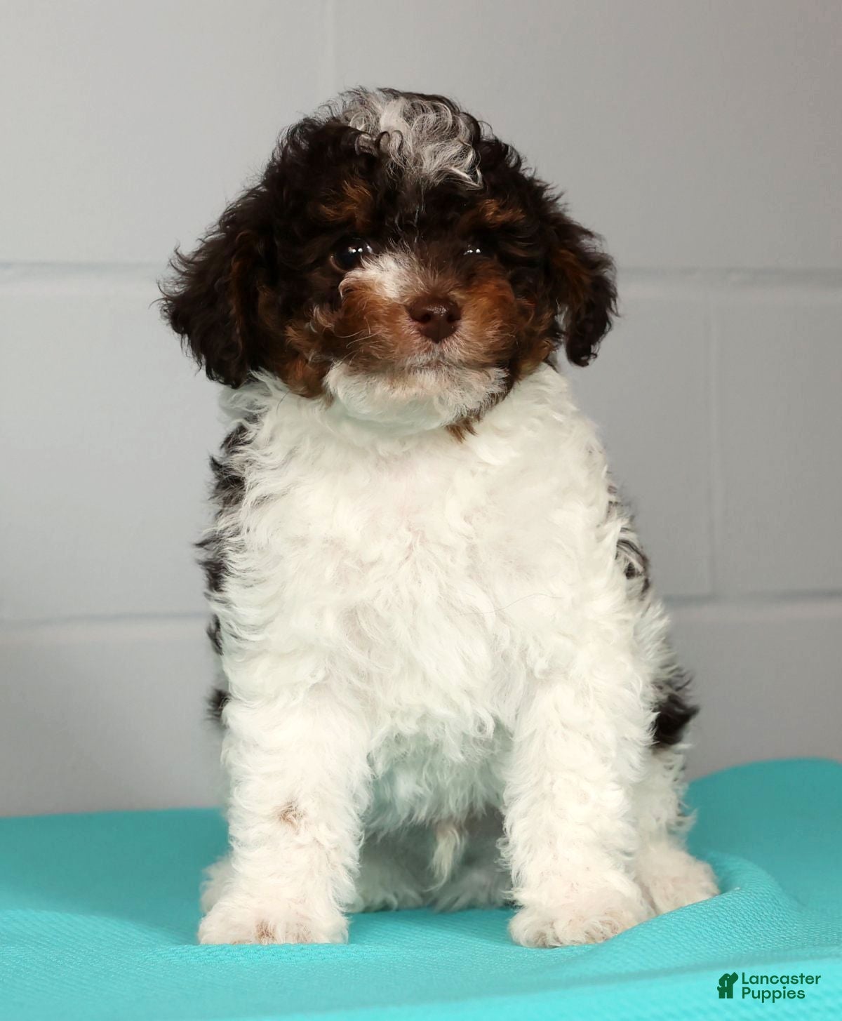 Toy Poodle dogs Max - Ad 2