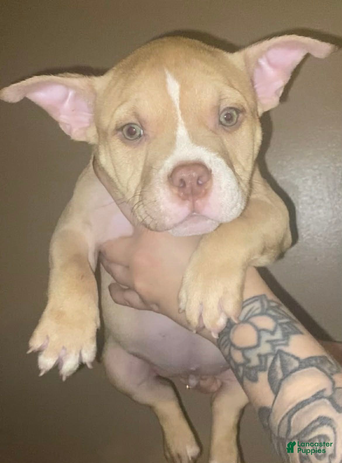 American Bully dogs American Bully Puppy 1 - Ad 2