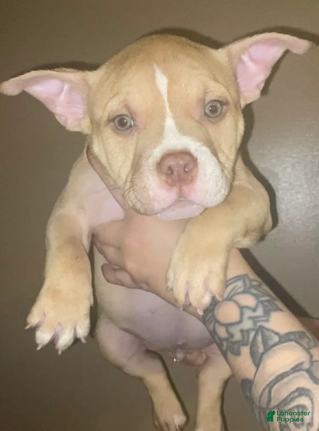 American Bully dogs for sale: American Bully Puppy 1 - Ad 2