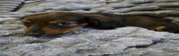 Dachshund dogs for sale: Dachshund 2 - Ad 2