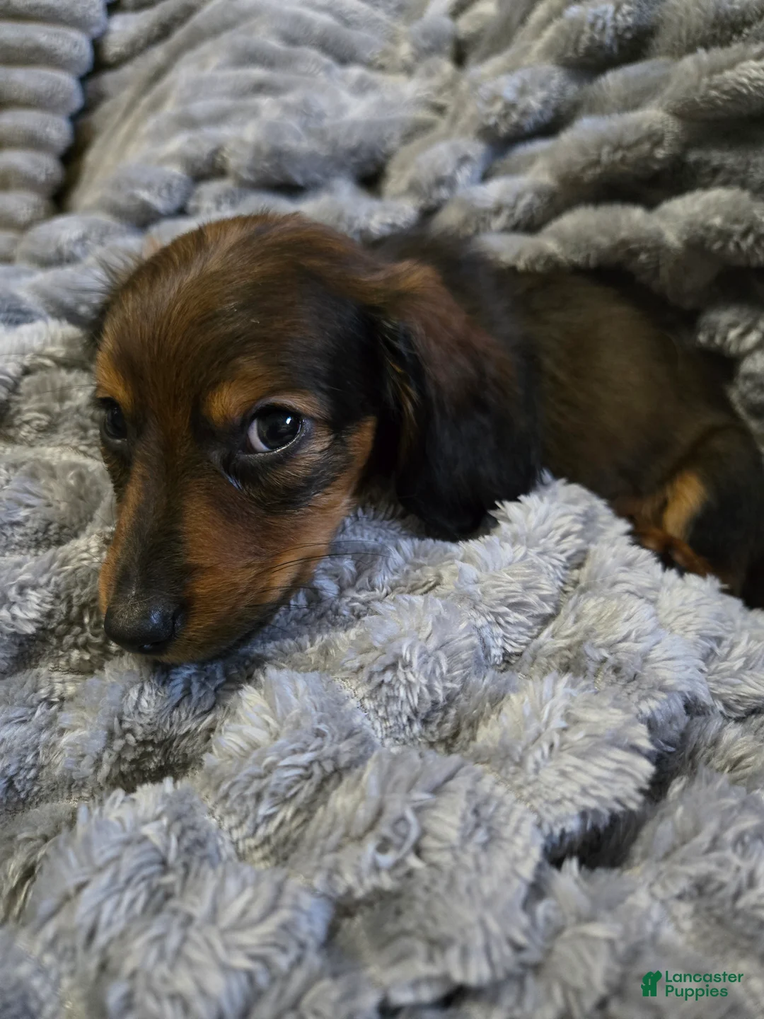 Dachshund dogs for sale: Dachshund 2 - Ad 2