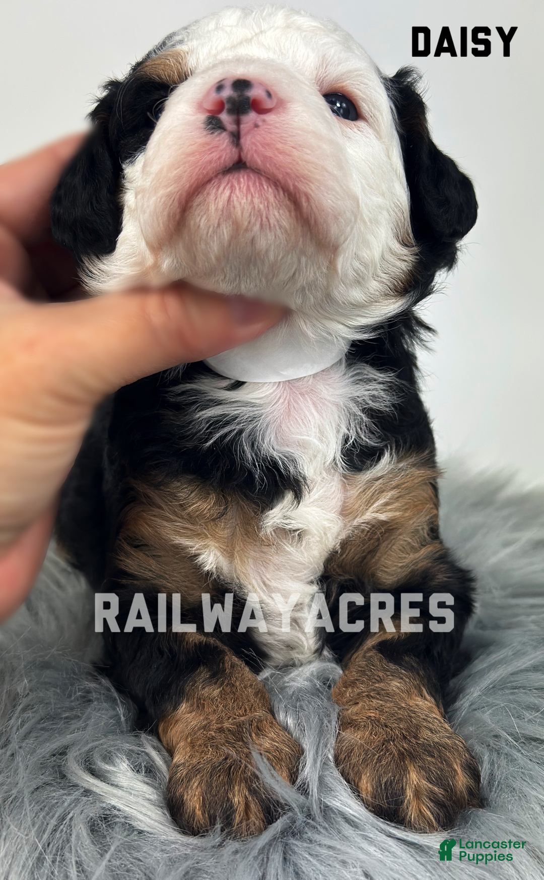 Mixed Breed dogs for sale: Daisy - Ad 2