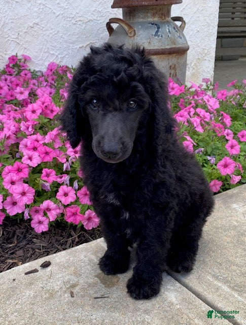 Standard Poodle dogs Teddy- genetic clear - Ad 2