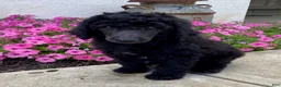 Standard Poodle dogs for sale: Teddy- genetic clear - Ad 2