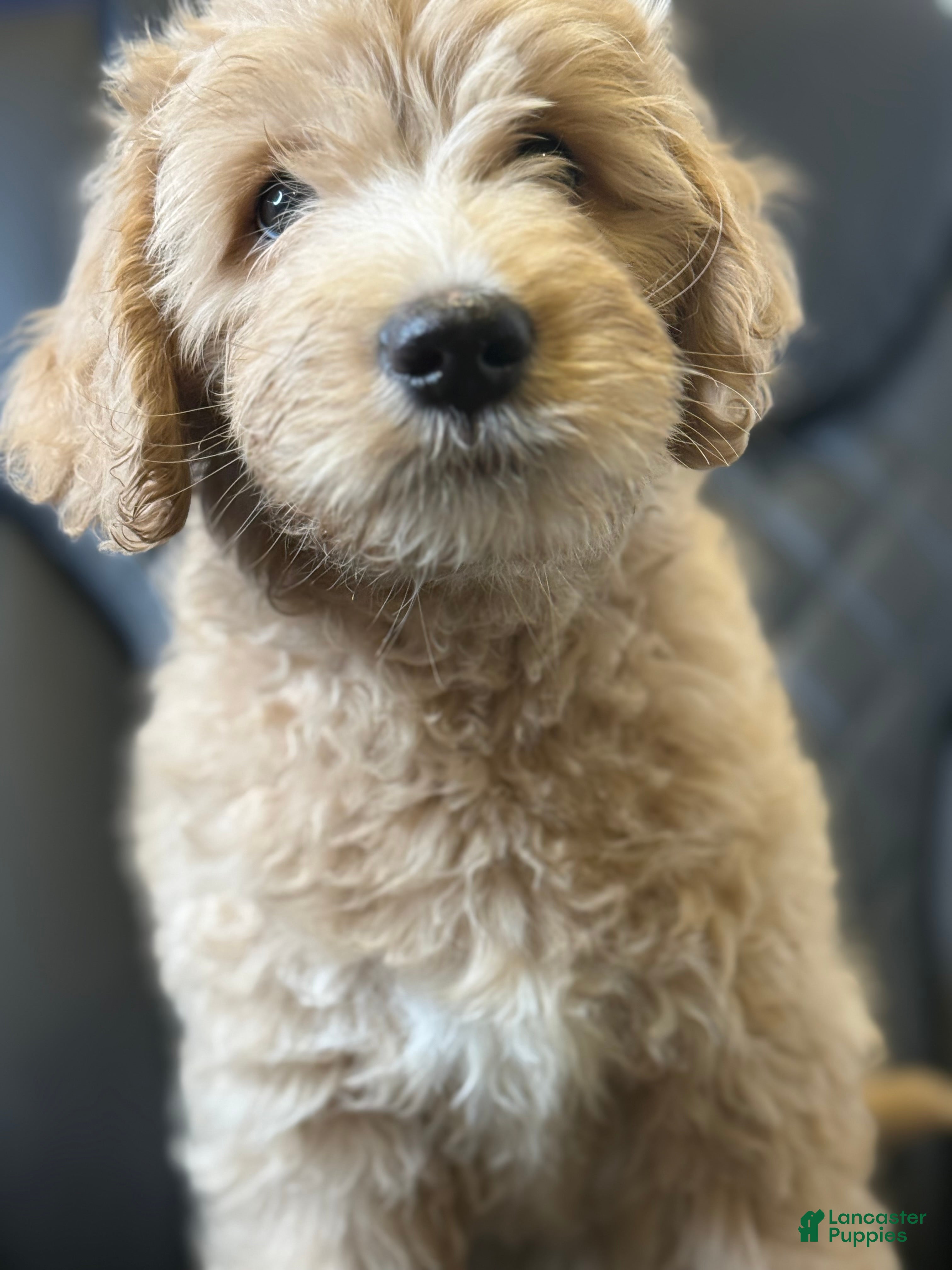 Aussiedoodle dogs  Date - Ad 16