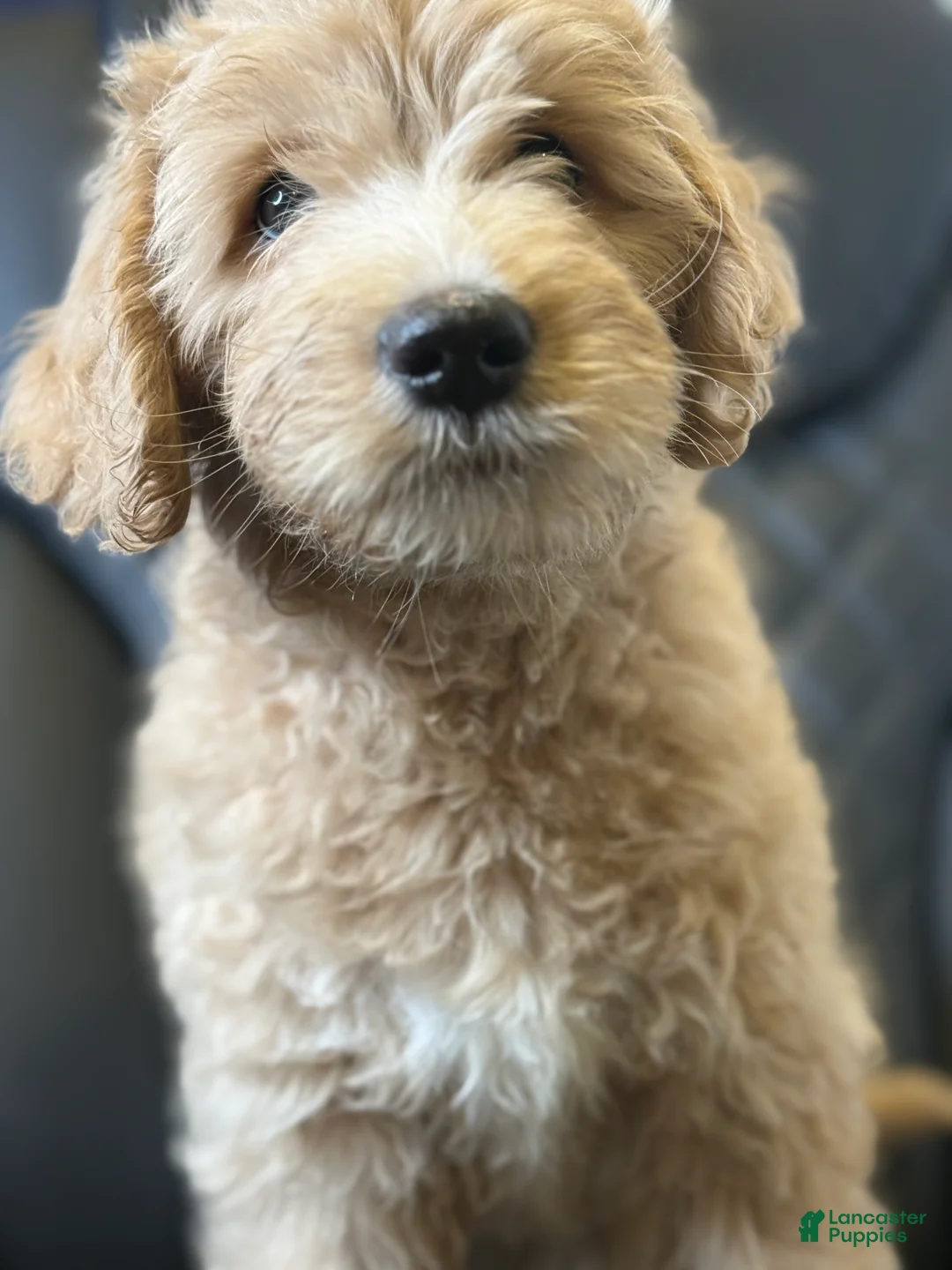 Aussiedoodle dogs for sale:  Date - Ad 1